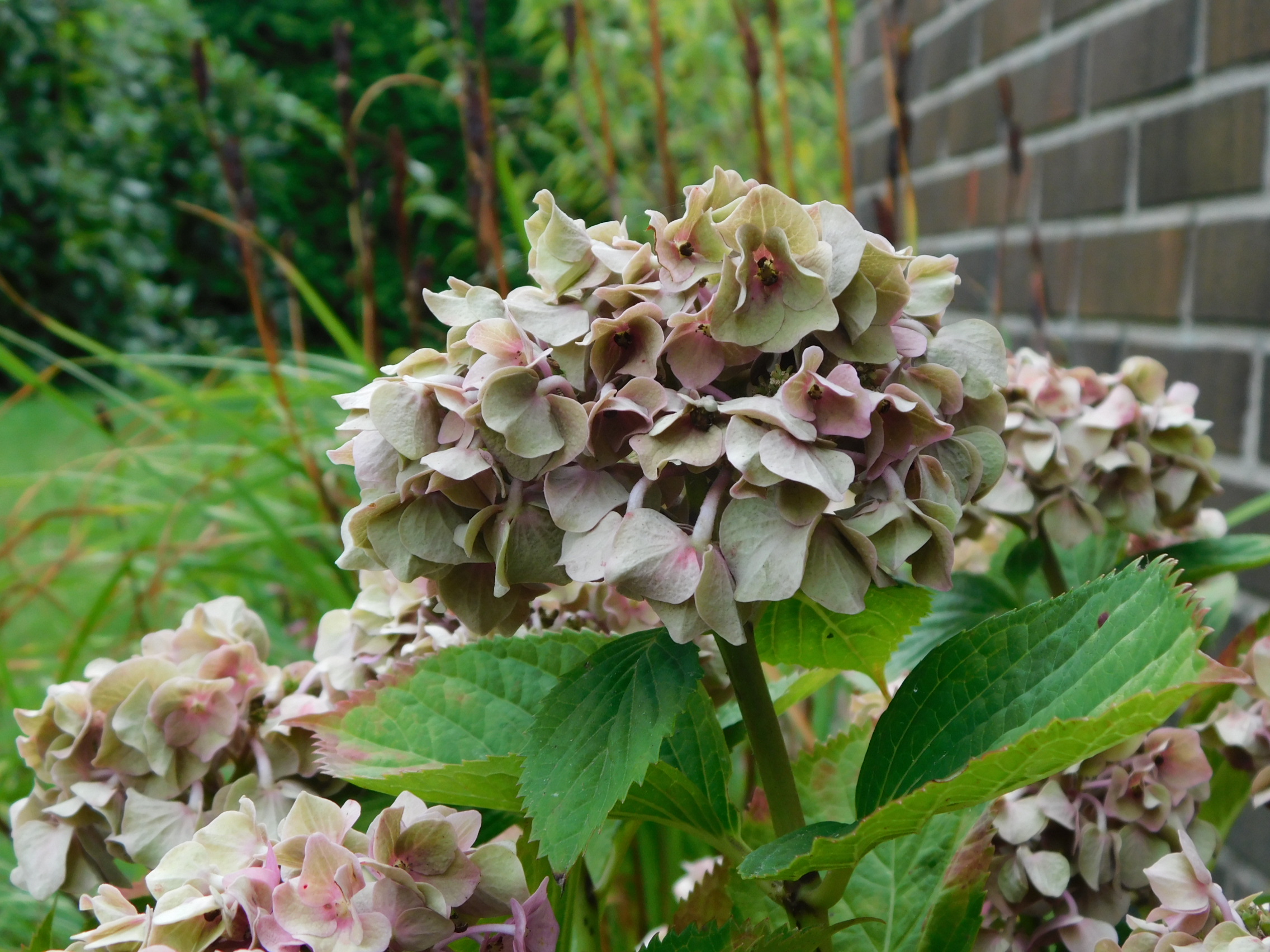 dscn015687 Österlenskraft