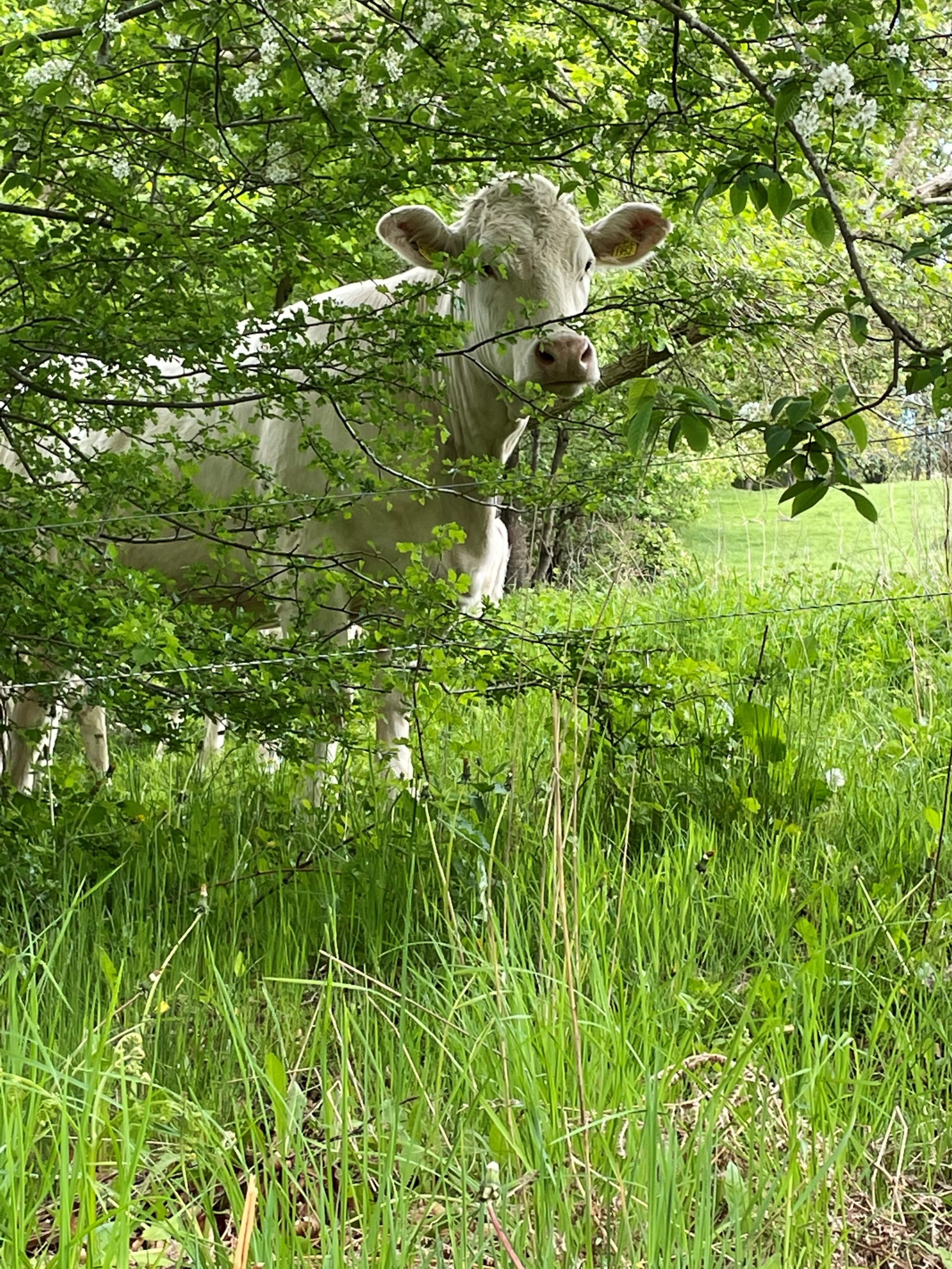 Kon tittade nyfiket fram när vi lagade ett kabelfel i Vitaby.