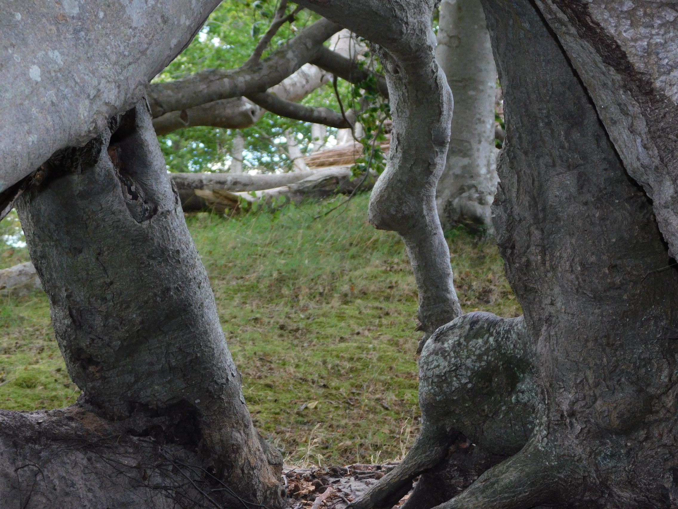 österlenskraft elpriser